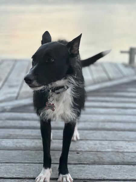 Adopter CONNIE