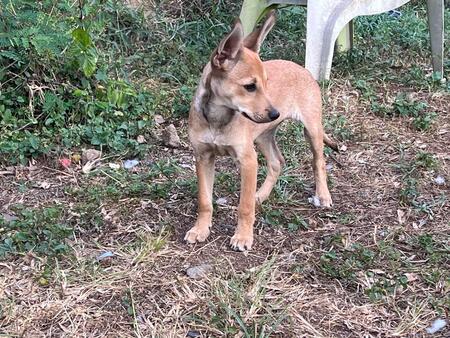 Adopter Hip