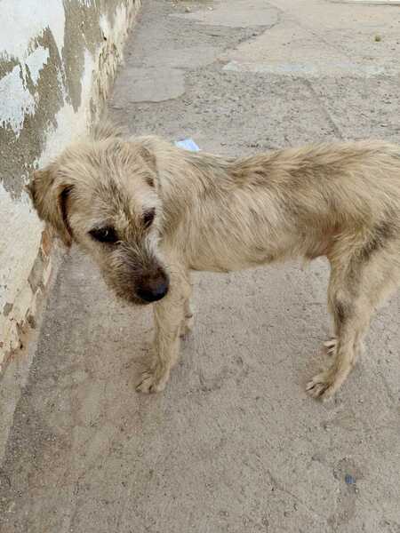 Adopter Poncho