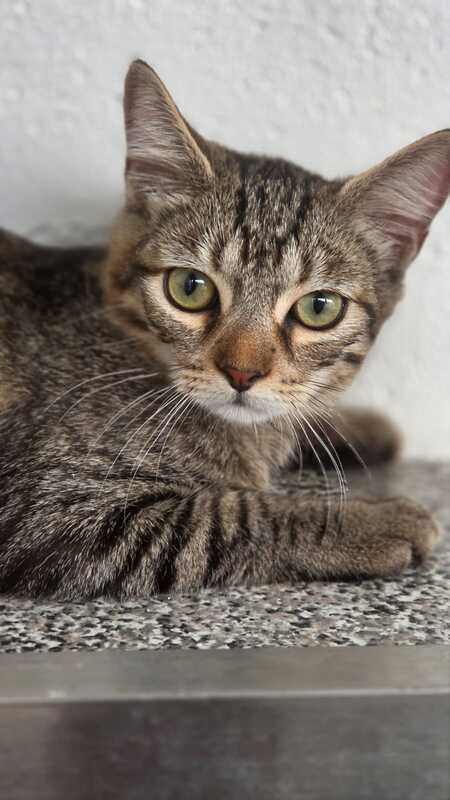 Adopter TITI