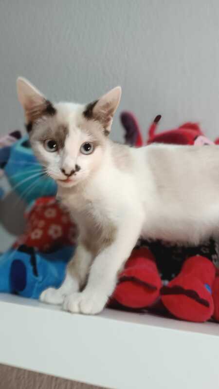Adopter Dastin