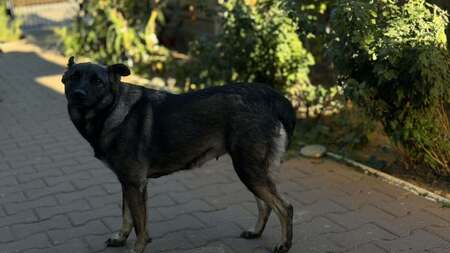 Adopter Zorya