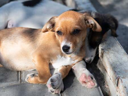 Adopter Inarie