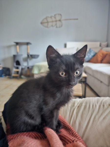 Adopter Barbouille