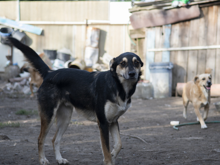 Adopter Kovu