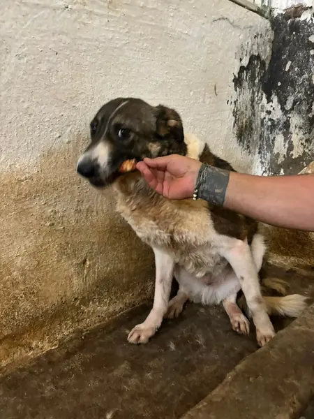 Adopter Rocky