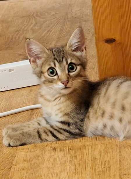 Adopter Louky