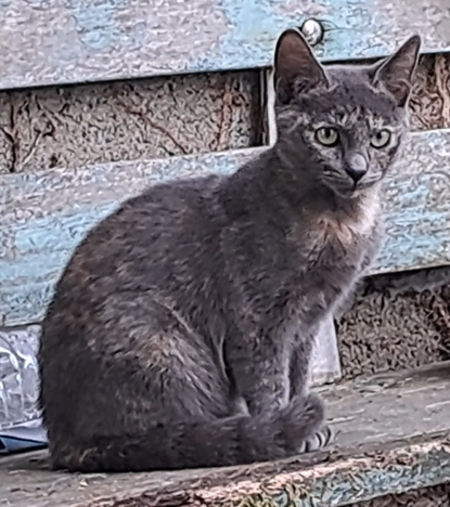 Adopter Cleopatre
