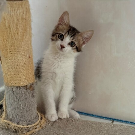 Adopter Tosca