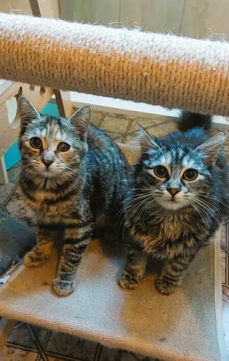Adopter Mirabelle et Funny