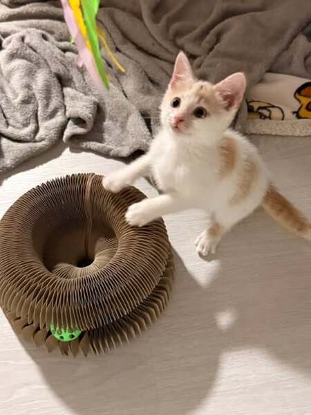 Adopter Caramel