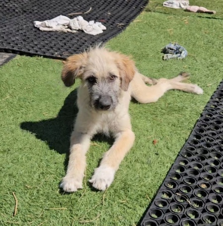 Adopter Siya