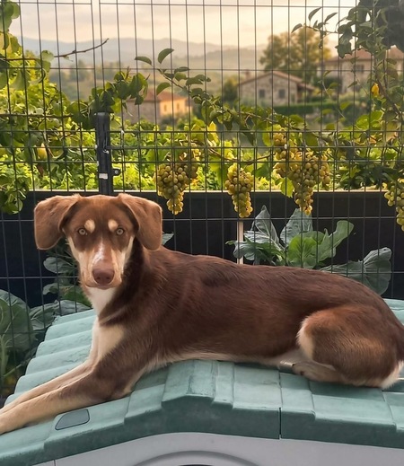 Adopter Luna