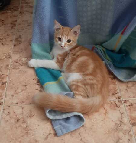 Adopter Eliot