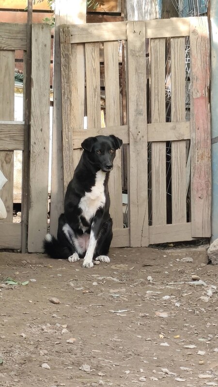 Adopter Deea