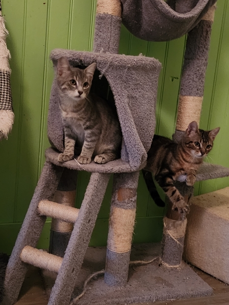 Adopter Bo et Bao