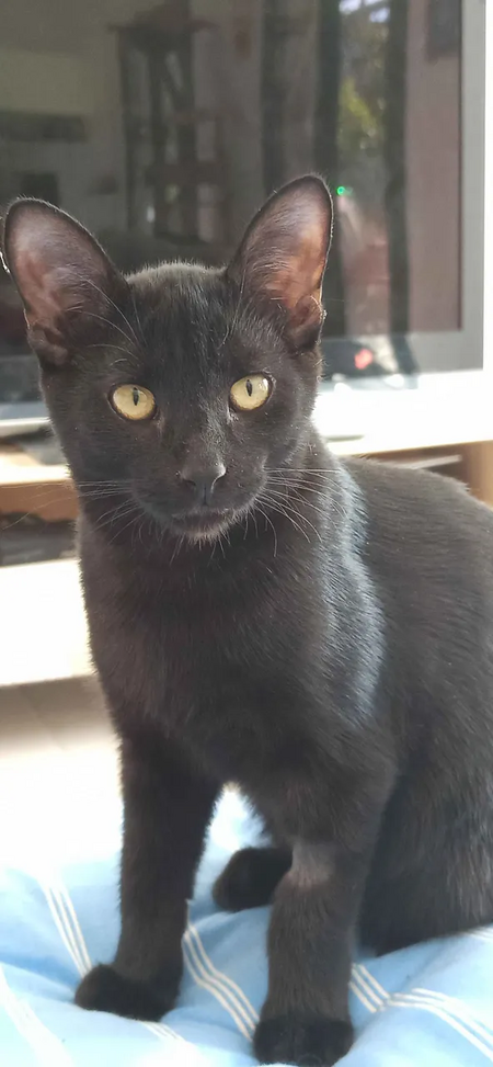 Adopter Noahm