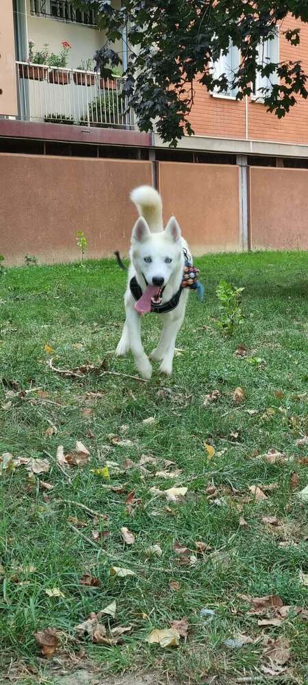 Adopter Atlas
