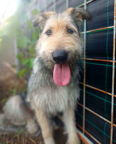 Adopter Sierra