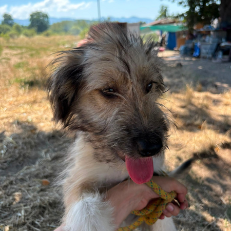 Adopter MACHA