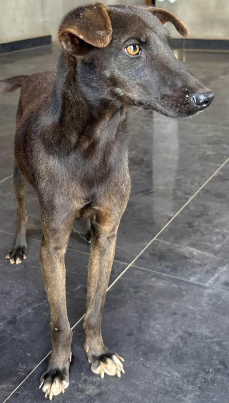Adopter Doggy