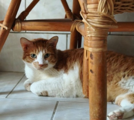 Adopter ROCKY