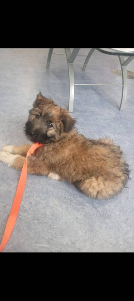 Adopter Mystie