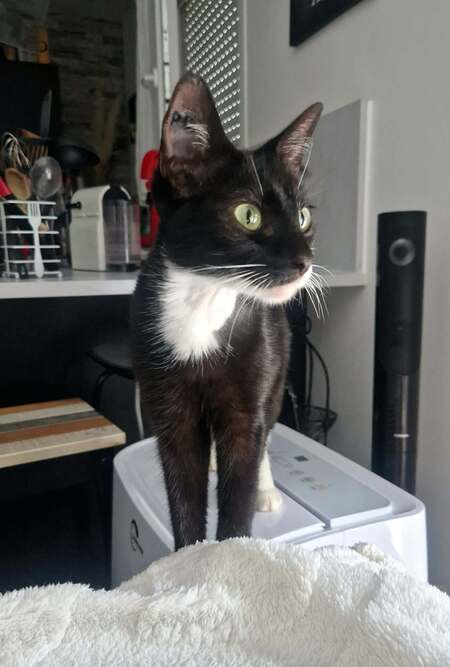 Adopter Adéna