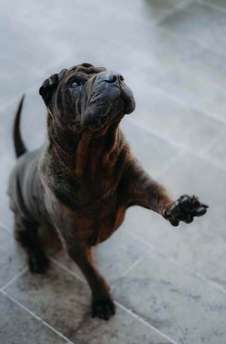 Adopter MYBOO