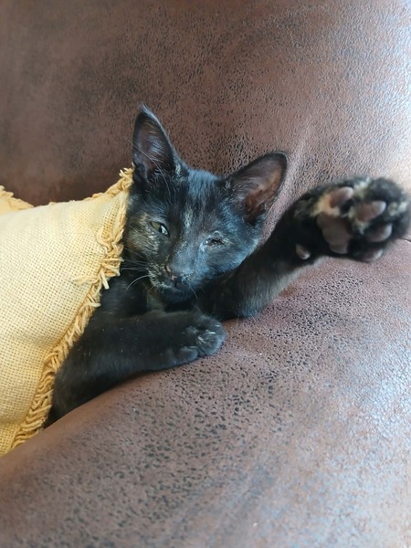 Adopter Blindy