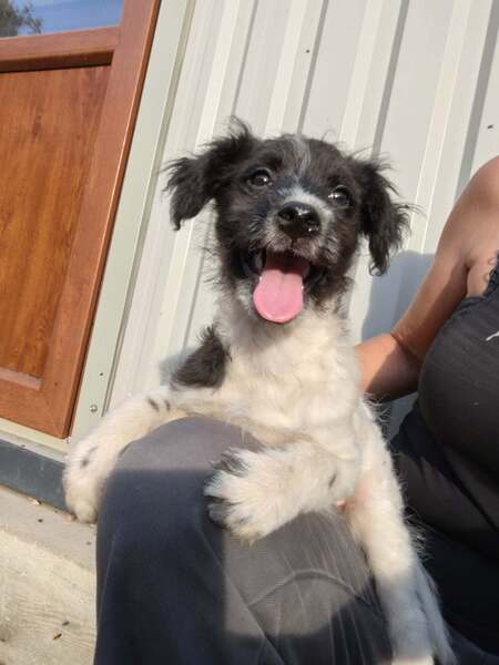 Adopter Crunchie