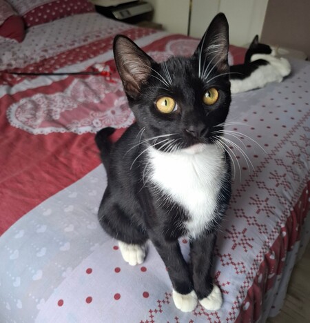 Adopter Biscuit