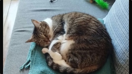 Adopter Faye