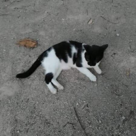 Adopter Domino