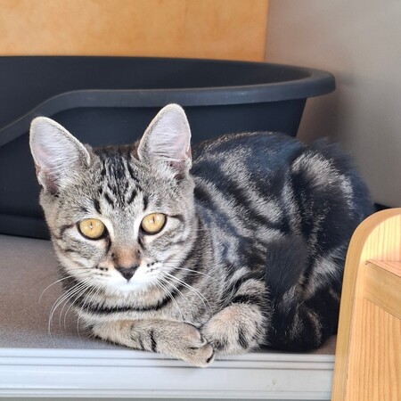 Adopter Biquette