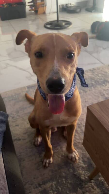 Adopter Slayer