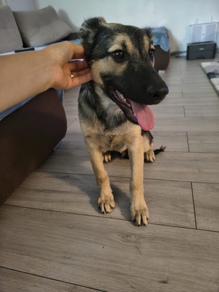 Adopter Shado