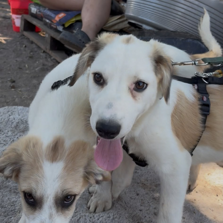 Adopter PIPA