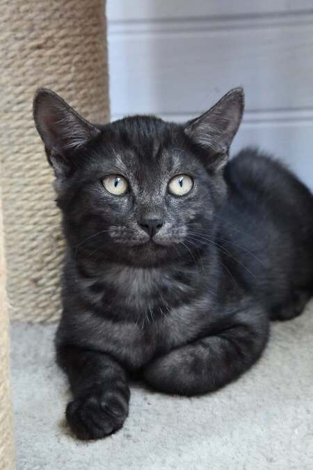 Adopter Romeo