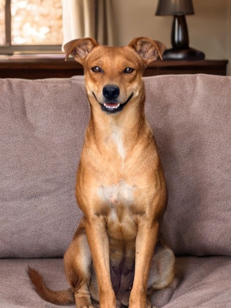 Adopter rewa