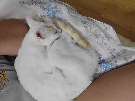 Adopter SAPHIRA