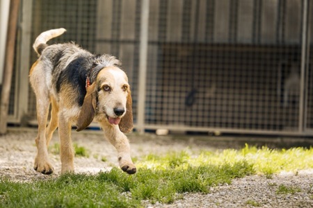 Adopter Albert