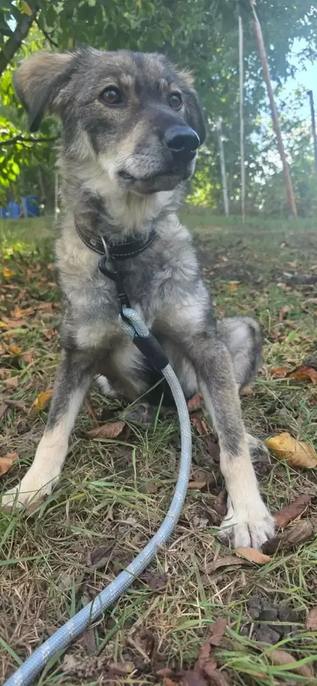 Adopter Cinder