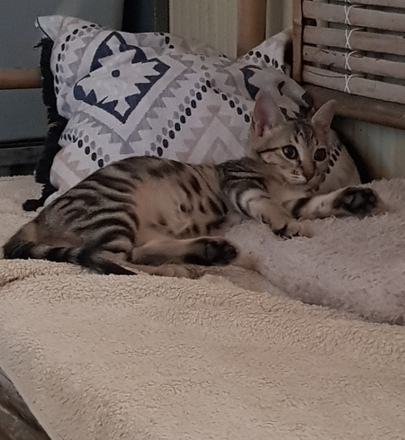 Adopter Rio