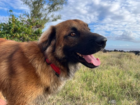 Adopter Sira