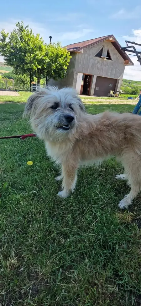 Adopter Biggie