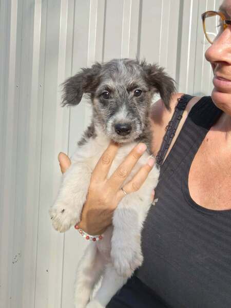Adopter Muffin