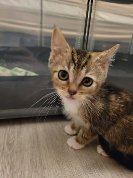 Adopter BROWNIE