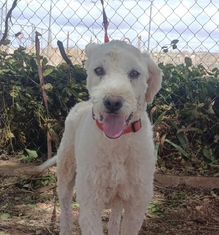Adopter Toby