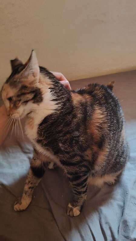 Adopter Hannah